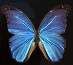 butterfly-67379_150