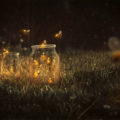 glowing-fireflies-photo-manipulation.jpg
